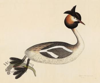 GREAT CRESTED GREBE . PL 34